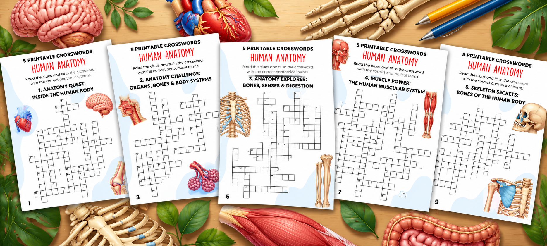 Human Anatomy: 5 Free Printable Crosswords with Answers
